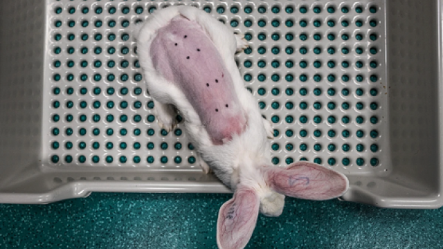 Dierproef voor cosmetica - credit We Animals 