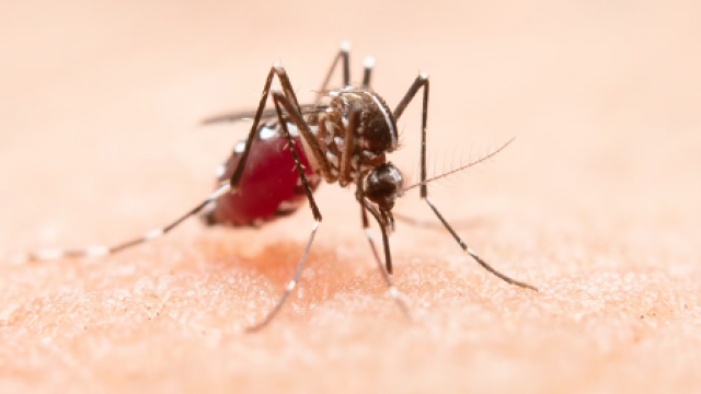 De ontwikkeling van een humane malaria-op-een-chip model biedt hoop in strijd tegen malaria