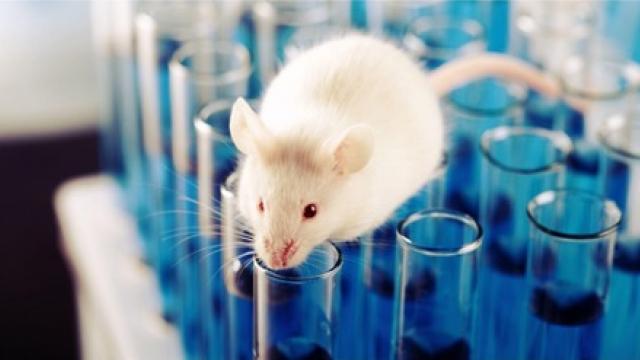 Au minimum 4,2 millions d'animaux utilisés pour les études de toxicité systémique dans le cadre de REACH