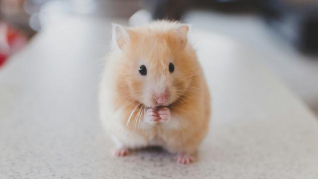 expérimentation animale