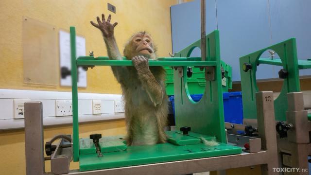 monkey