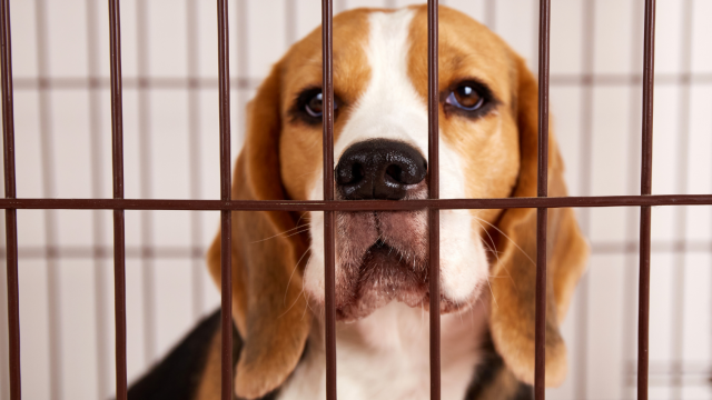 Beagle