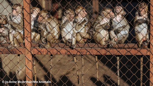 Un groupe de macaques, dans un centre d'élevage, observe à travers le grillage rouillé tout en étant perché sur le rebord de sa cage.