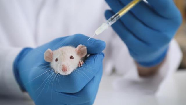 Muis in laboratorium