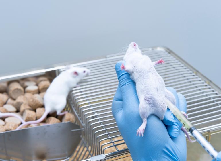expérimentation souris