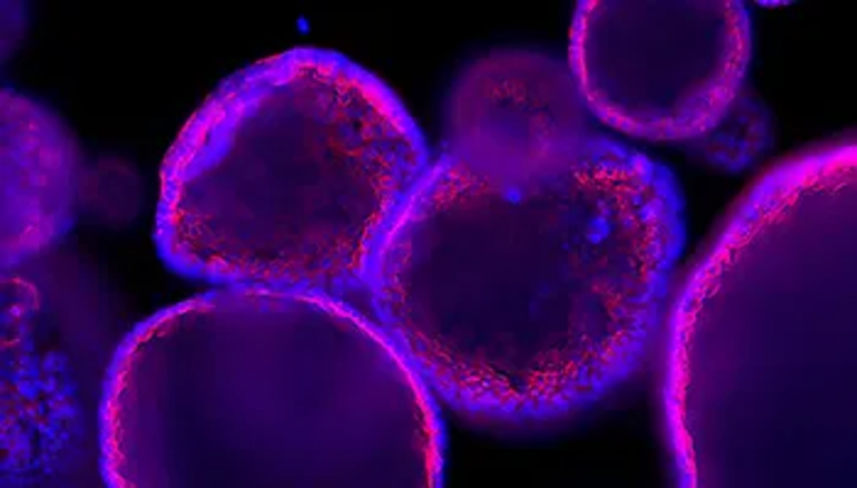 UCLouvain favorise le développement de méthodes non-animales pour améliorer les traitements contre le cancer