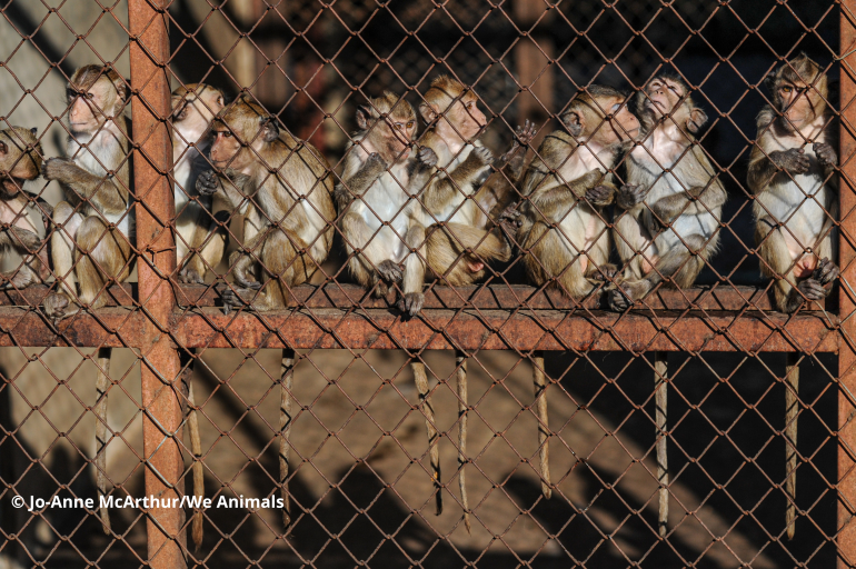 Un groupe de macaques, dans un centre d'élevage, observe à travers le grillage rouillé tout en étant perché sur le rebord de sa cage.