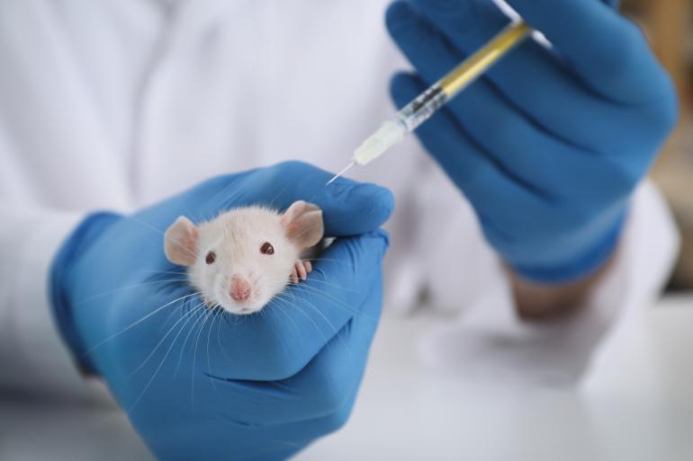 Muis in laboratorium